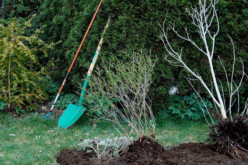 permaculture - forêt jardin - Arbrofruit - Bretagne