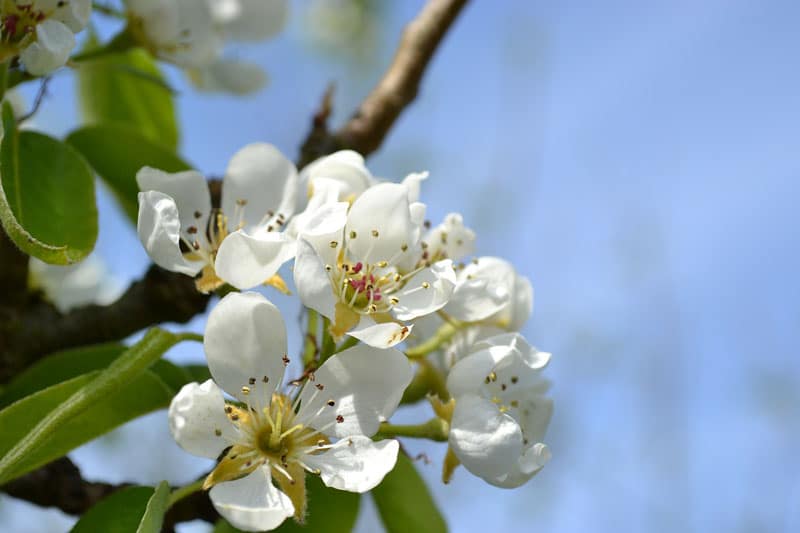 Poirier - Arbre fruitier - Bretagne