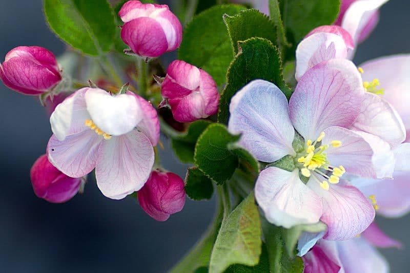 Pommiers - Fruitiers - Bretagne - cancale