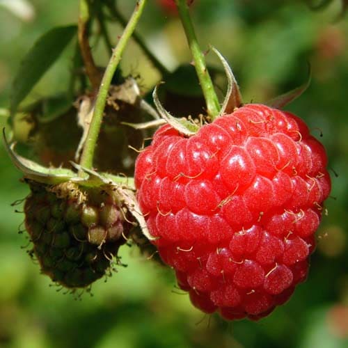 Foires aux plantes en Bretagne - Framboise