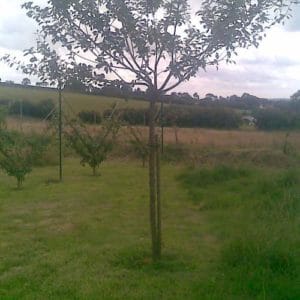 Haute tige pommier Edern, Bretagne haute tige - Arbrofruit - fruitiers
