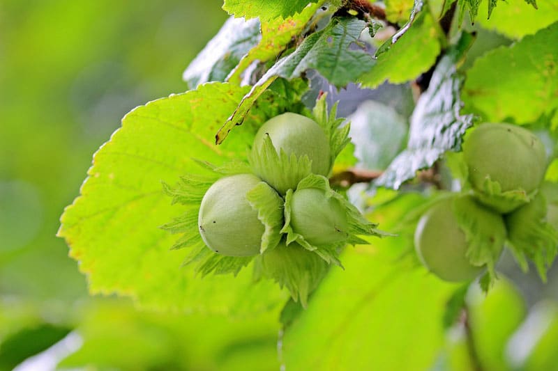 Noisetier - Vente de fruitiers - Bretagne