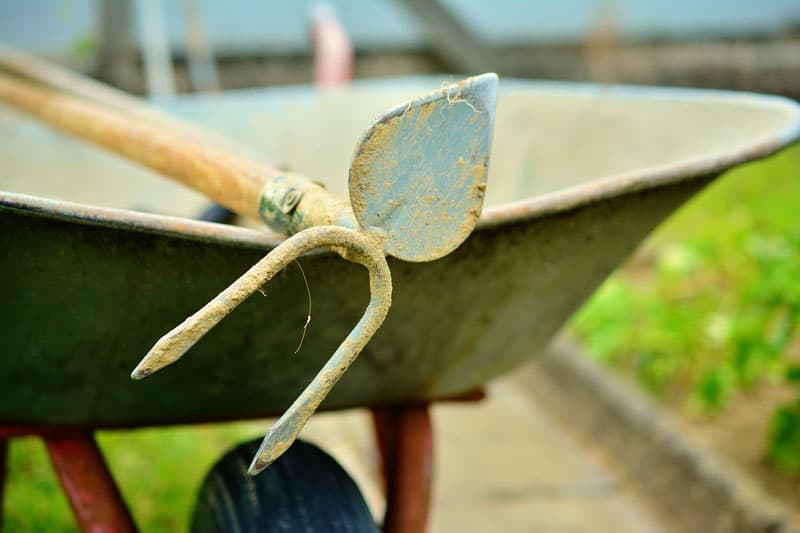 Plantation et taille de fruitiers