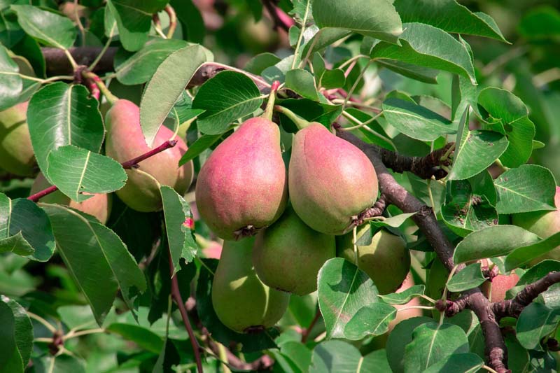 Poiriers - Vente de fruitiers en Bretagne