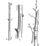 Porte-greffe Porte greffe - scion - quenouille - arbrofruit