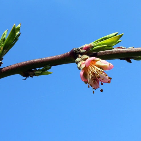 Vente de porte greffe et jeunes plants - Bretagne