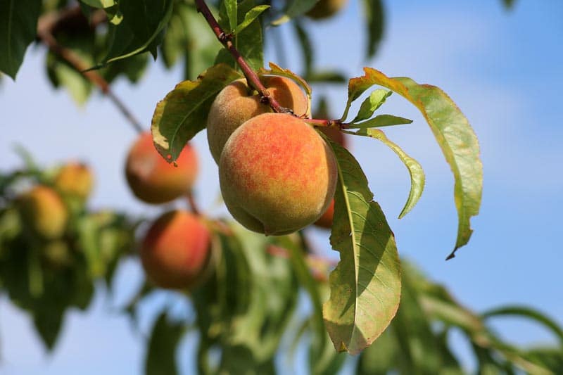 Pêcher - Vente de fruitiers - Bretagne - Morbihan