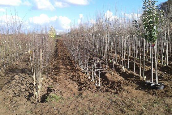 Hautes tiges fruitiers en racines nues Finistère - Quimperlé