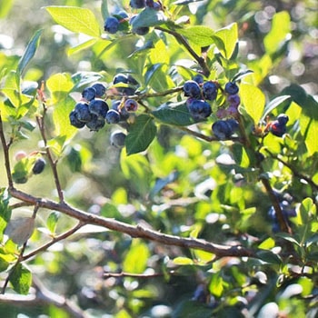 Vente de fruitiers - Finistère - Bretagne