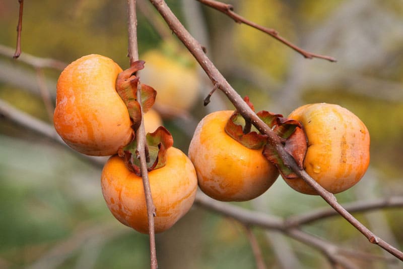 kakis Néfliers - Kaki - Vente de fruitiers - Brertagne